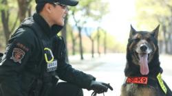 Korsel Beri Penghormatan ke Anjing Polisi yang Mati Digigit Ular