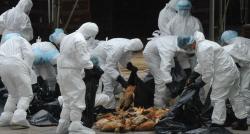 Wabah Flu Burung Merebak, Prancis Musnahkan 600.000 Unggas