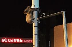 Tersesat, Koala Diselamatkan dari Tiang Lampu Merah di Australia