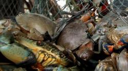 Gara-Gara Kepiting, Nelayan dan Pedagang Ikan di Bantul Jadi Tersangka