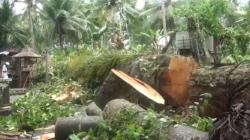 Pura di Jembrana Rusak Tertimpa Pohon Pale yang Tumbang