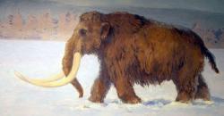 Ilmuwan Rusia Berencana Kloning Wolly Mammoth di Fasilitas Baru