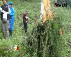 BNN dan Polisi Musnahkan 4 Hektare Ladang Ganja di Mandailing Natal