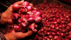 Polisi Amankan 1,35 Ton Bawang Merah Selundupan asal Malaysia di Dumai