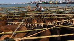 Kapal Wahyu Ilahi Terbakar, Ratusan Hewan Ternak Mati Terpanggang