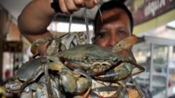 Pemkab Bantul Dampingi Nelayan yang Jadi Tersangka Tangkap Kepiting