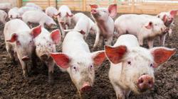 China Bantai 38.000 Babi demi Cegah Wabah Demam Babi Afrika