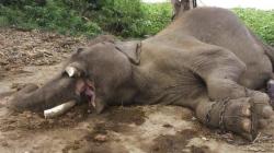 Hampir 90 Ekor Gajah Ditemukan Mati di Taman Margasatwa Botswana
