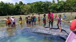 Bangkai Paus Terdampar di Pantai Mansinam Hebohkan Warga Manokwari