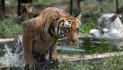 Seekor Harimau Betina Terkam 13 Orang hingga Tewas, Warga Resah