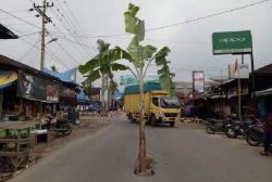 Protes Jalan Rusak, Warga Mandailing Natal Tanam Pohon di Tengah Jalan