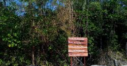 Eksplor Keunikan Karimunjawa Melihat Fauna Langka di Hutan Mangrove