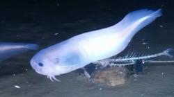 3 Spesies Ikan Baru Ditemukan di Dasar Samudera Pasifik