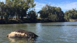 Diduga Diserang Hiu, 13 Bangkai Sapi Ditemukan Mengambang di Sungai