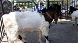 Kerap Juara, Kambing Etawa Kulonprogo Harganya Capai Ratusan Juta