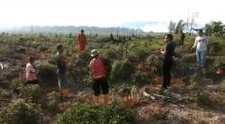 Hendak Padamkan Api, Petugas Dihalang-halangi Pelaku Pembakaran Lahan
