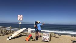 Pria Tewas Diserang Hiu di Pantai Cape Cod AS