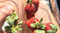 Heboh Strawberry Mengandung Jarum di Australia