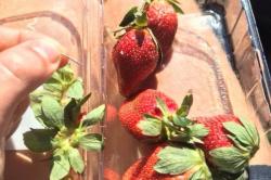 Kasus Jarum di Strawberry, Australia Kerahkan 100 Polisi