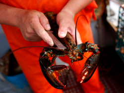 Restoran di Maine AS Bius Lobster dengan Ganja, Alasannya Mulia