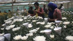 Agrowisata Bunga Krisan Bukit Menoreh Jadi Daya Tarik Wisatawan