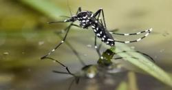 Nyamuk Merajalela, Waspada Penyakit Kaki Gajah Bikin Cacat Penderita 