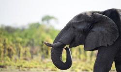 Turis Perempuan Asal Jerman Tewas Diinjak Gajah saat Memotret
