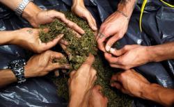 Malaysia Pertimbangkan Legalisasi Ganja untuk Keperluan Medis