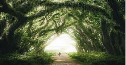 Wisata Hits Banyuwangi, Hutan Trembesi Miliki Pepohonan Tua & Eksotis