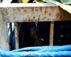 Mangsa 2 Anjing, Macan Tutul Diburu Warga Ciamis