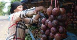 Mentan Lepas Ekspor 10.000 Ton Manggis Sumbar ke China