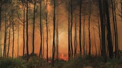 Taman Nasional Gunung Ciremai Kebakaran, 100 Orang Dikerahkan untuk Pemadaman