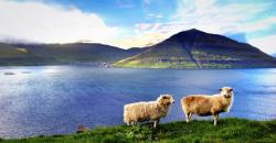 Terpencil di Samudera Atlantik, Intip Burung Langka di Faroe Island