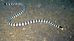 Pria Inggris Tewas Digigit Ular Laut di Australia