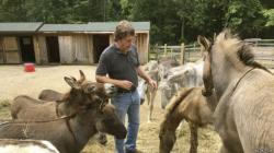 Terapi Unik, Keledai Jadi Alat Penghilang Stres di New York