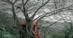 Rumah Pohon Curug Ciherang, Menikmati Alam Bogor yang Sejuk di Hutan