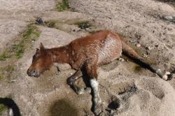 Kekeringan Parah, Puluhan Kuda Liar Mati di Taman Nasional Australia