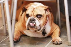 Pria 22 Tahun Koma Setelah Organ Vitalnya Diserang Bulldog