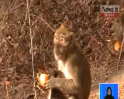 Cegah Masuk Perkampungan, Keluarga di Wonogiri Beri Makan Monyet Liar
