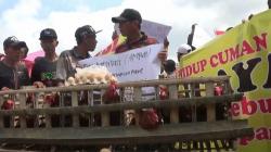 Jagung Langka, Ribuan Peternak Ayam Desak Presiden Copot Mentan