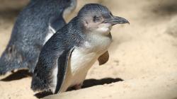 58 Penguin Mati karena Diserang Anjing, Pemerintah Australia Marah