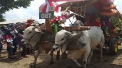 Ratusan Gerobak Sapi Meriahkan Festival dan Lomba di Sleman