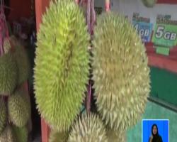 Warga di Jember Berkumpul Menikmati Kelezatan Durian Mentega