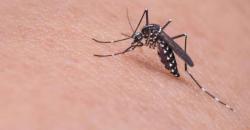 Lebih dari 100 Kasus Wabah Zika Merebak di India Utara