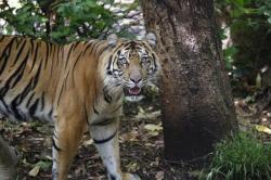 Jaga Habitat Harimau, Warga Sumsel Diimbau Tak Tebang Pohon Sembarangan