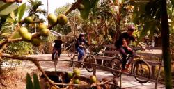 Menyeruput Kopi Liberika sambil Bersepeda 