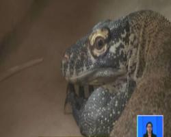 TMII Kembali Miliki Koleksi Baru, Sepasang Reptil Komodo