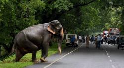 Cari Makan ke Luar Hutan, 7 Gajah Mati Tersengat Listrik di India