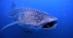 Doa Nabi Yunus Ketika Dikarantina di Perut Ikan Paus Selama 40 Hari