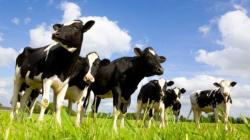 Kawanan Perampok Serang Desa, Curi Hampir 1 Ton Kotoran Sapi